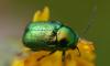 Cryptocephalus sp.